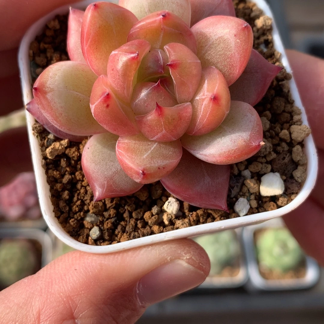 沟叶。   东云体。  珍妮。  24号