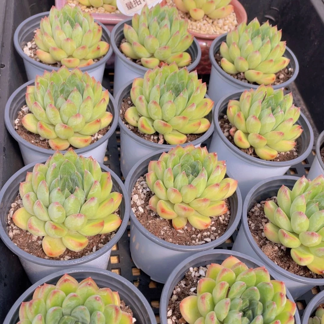 量拍17号 彩体幻影美人单头一个