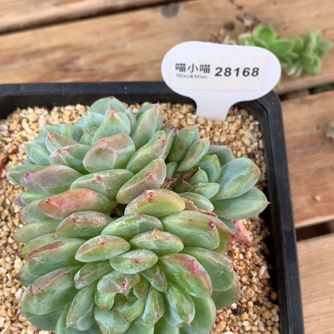 o***星多肉植物砖石珍妮
