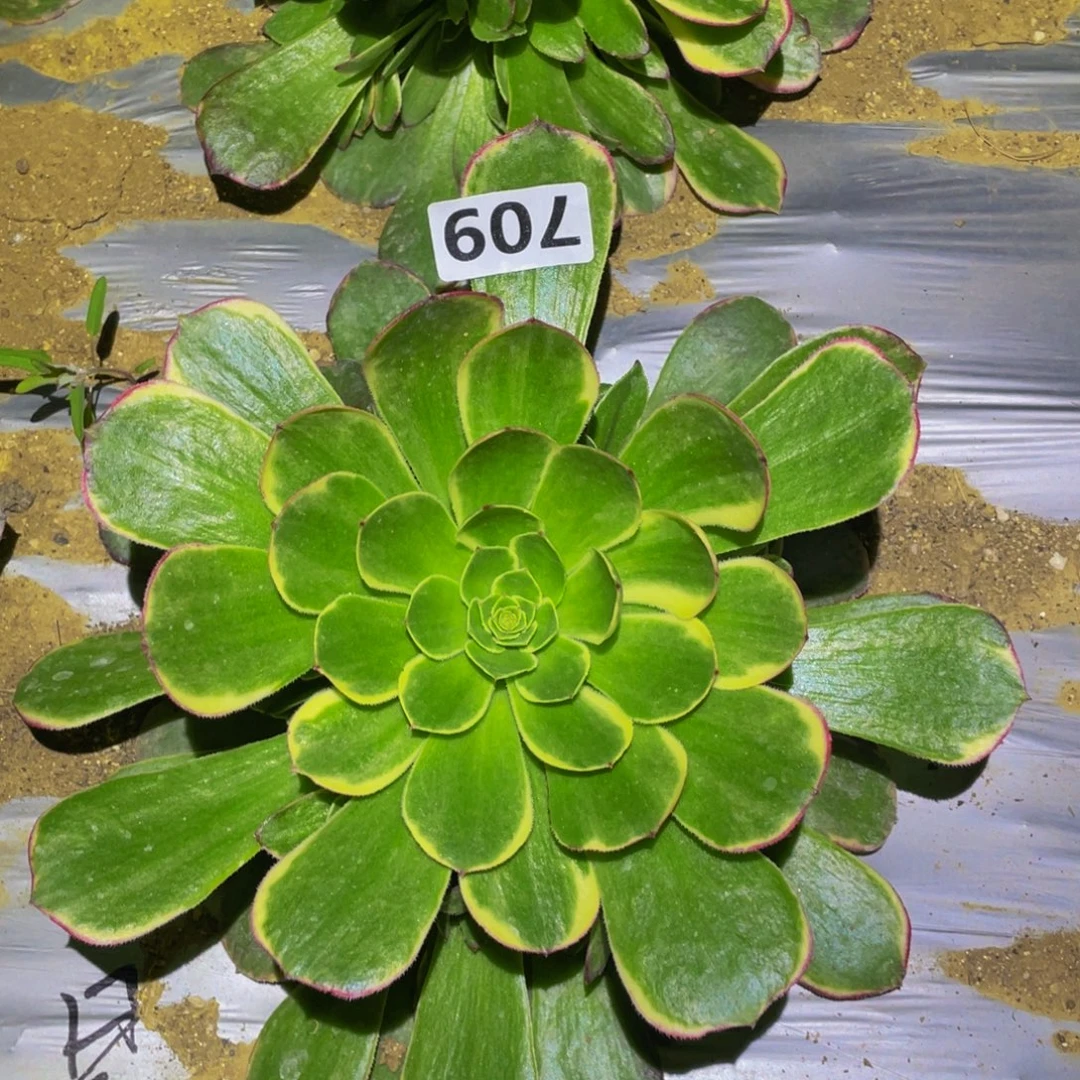 绿体奶白多肉植物709