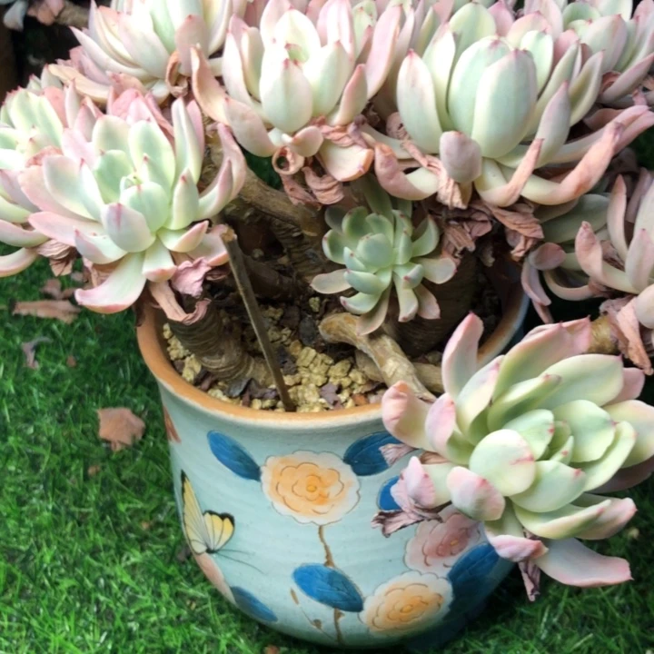 胡****肉77////////////////