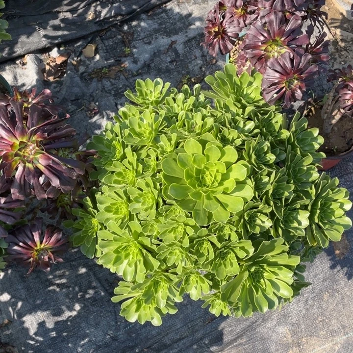 36阳光多肉多肉植物