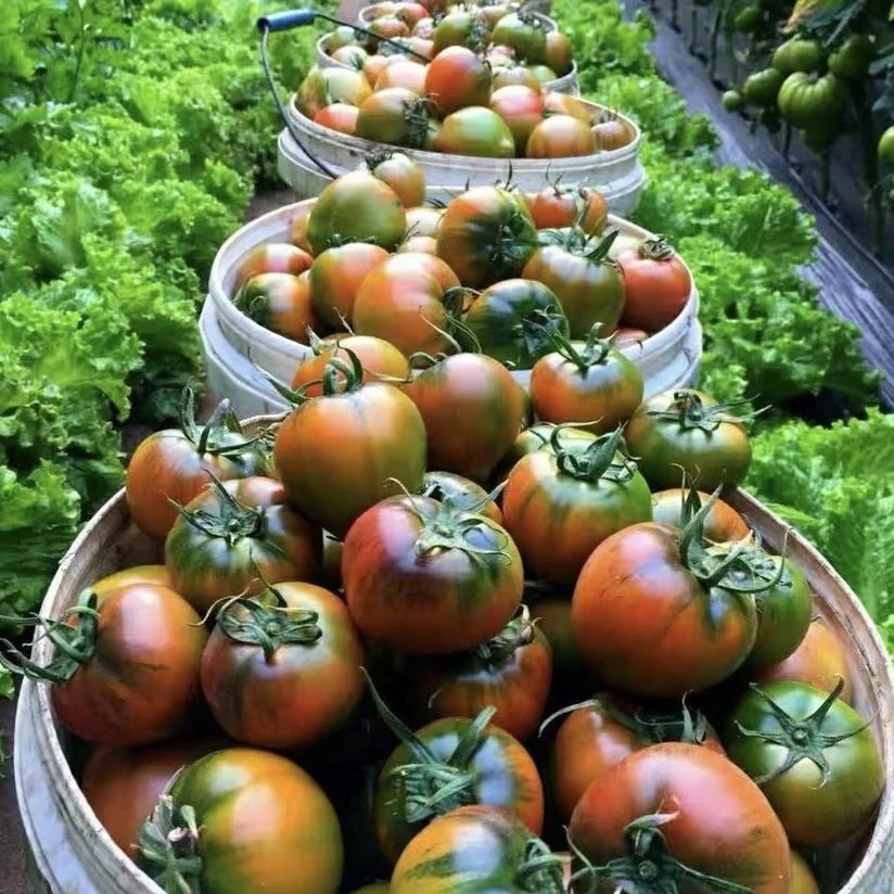 多汁酸甜草莓西红柿黑龙江碱地水果柿子果肉饱满铁皮西红柿番茄