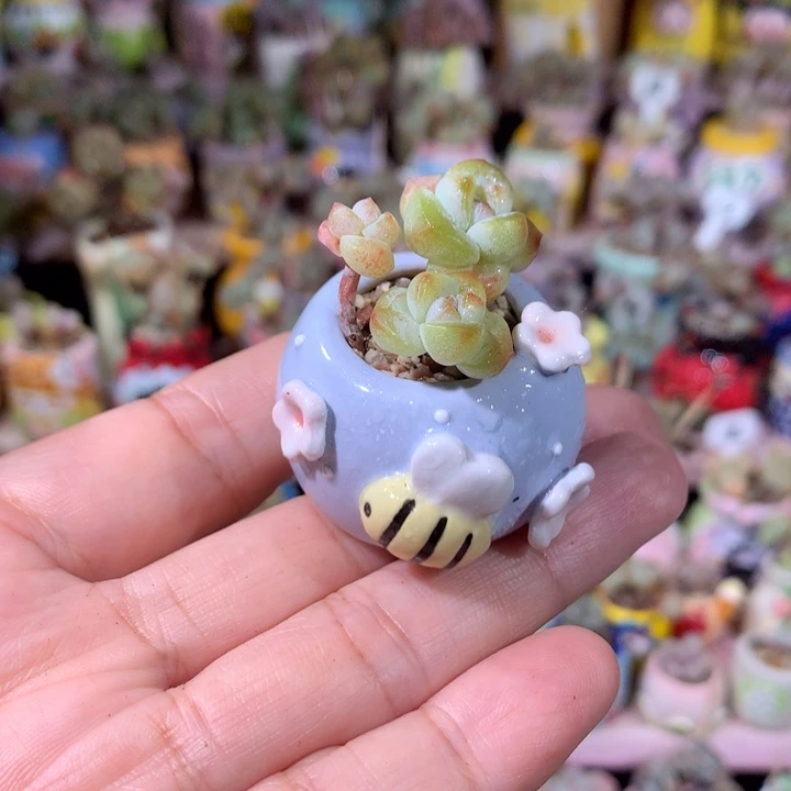 精品冰透糖心冰玉带盆发货