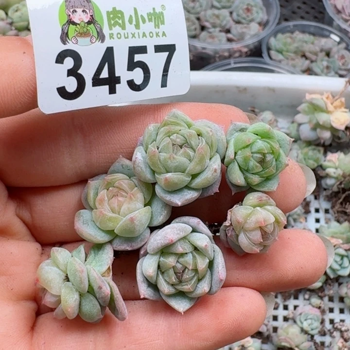 多肉植物多肉植物