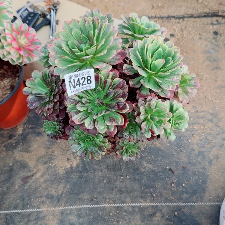 428莫兰迪官服28左右2