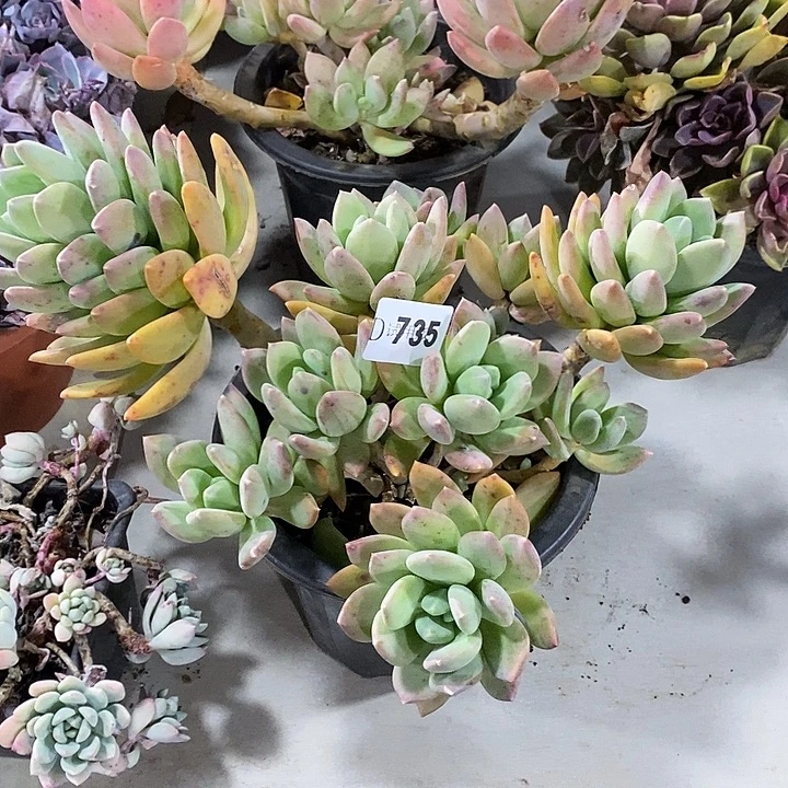 是***呀735海洋之星多肉植物