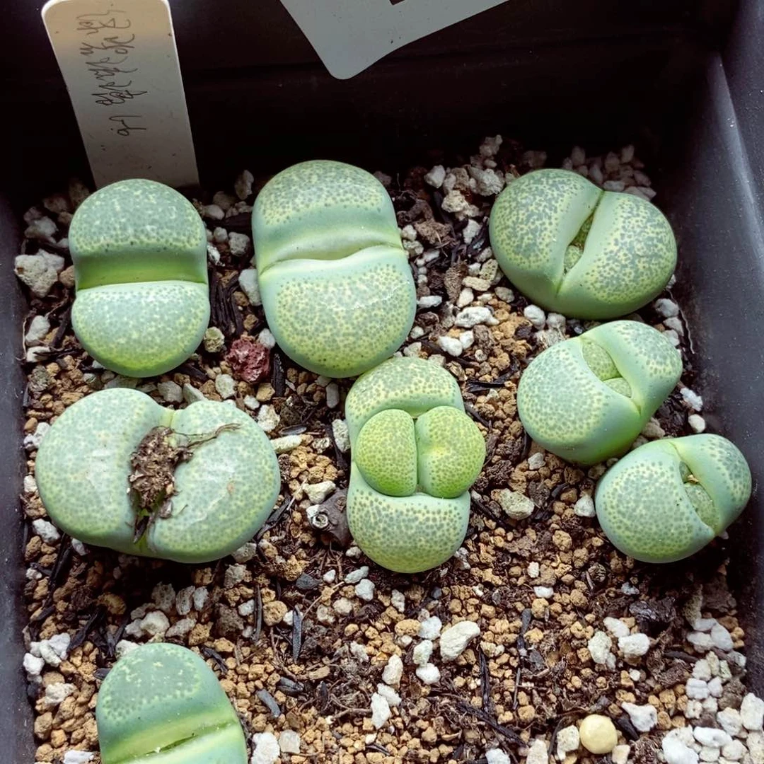 我是一只小小鸟地域鬼的684