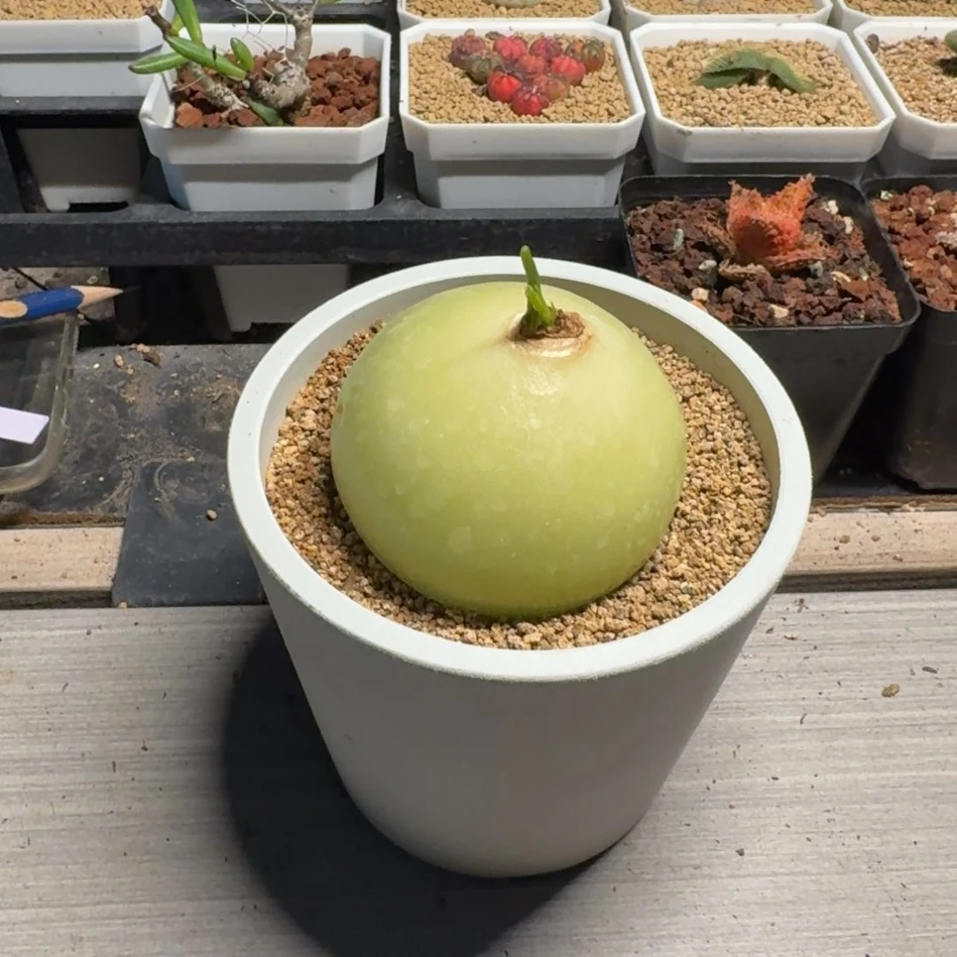 大苍角殿多肉植物