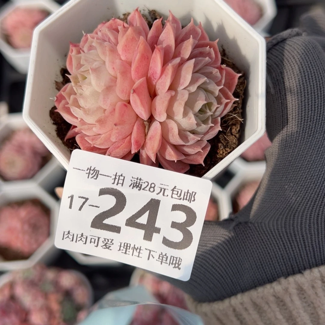 星****丁朱砂痣多肉多肉多肉多肉