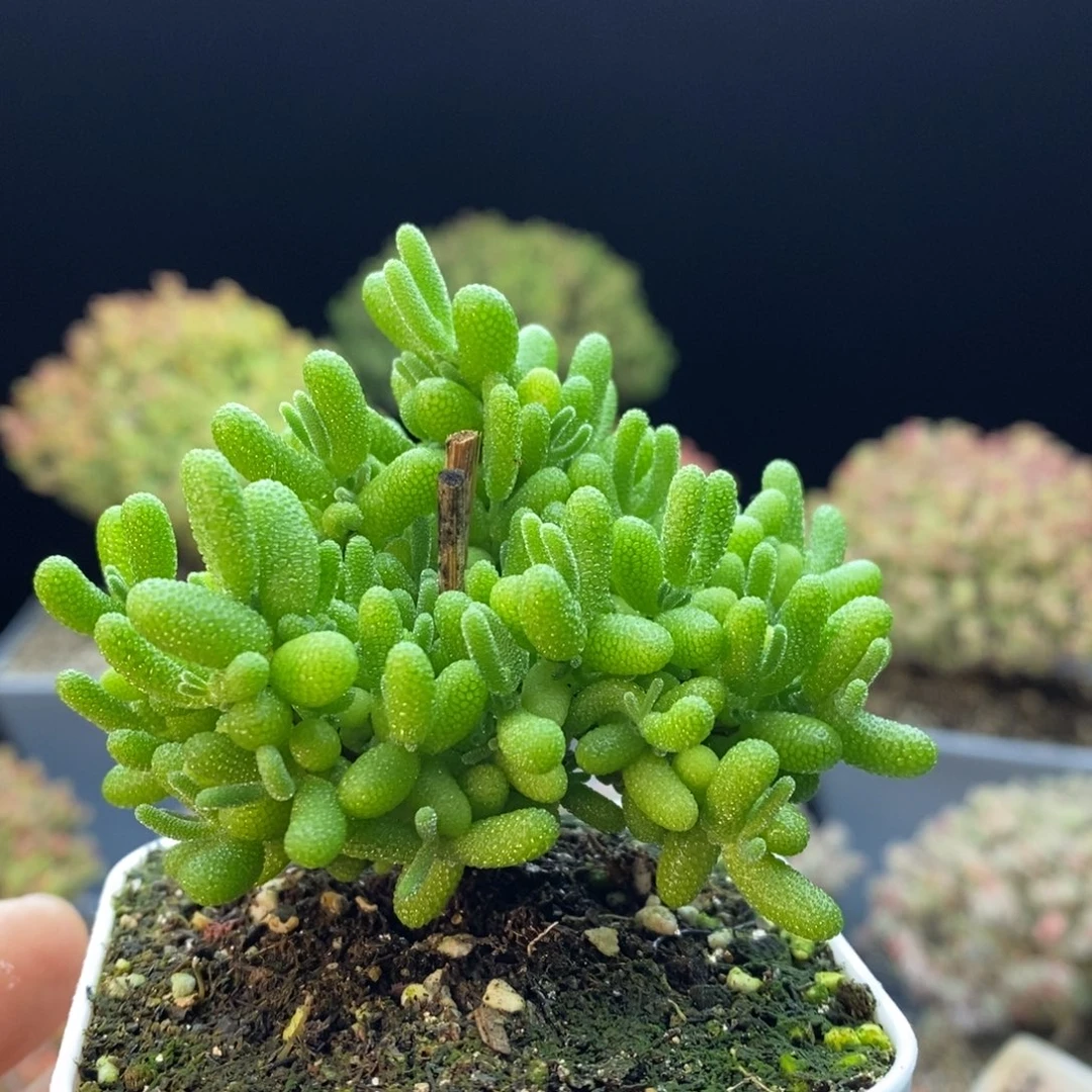 126蜜橘糖球。