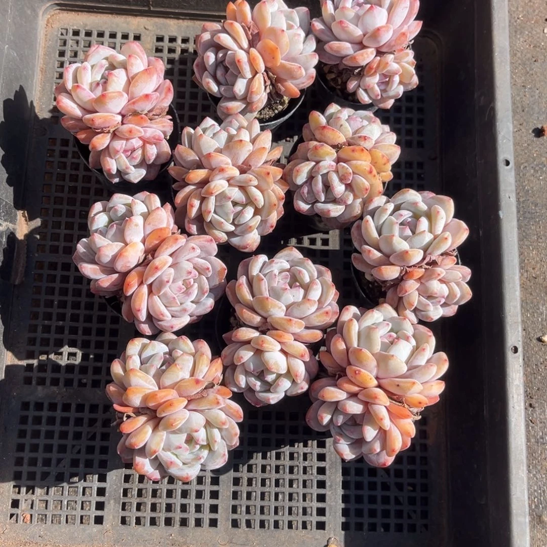 带盆发  493号新疆西藏内蒙古不包邮