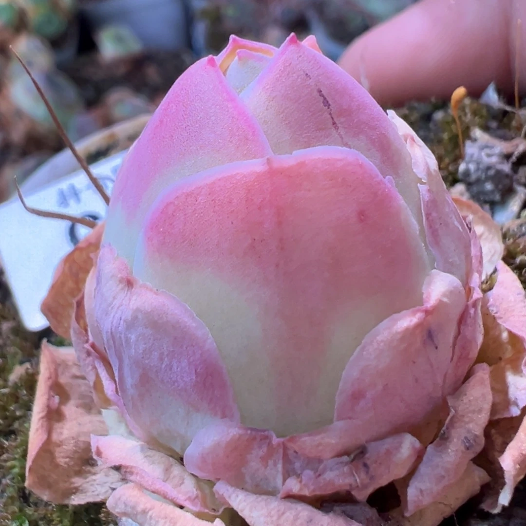 陈陈954不知名多肉