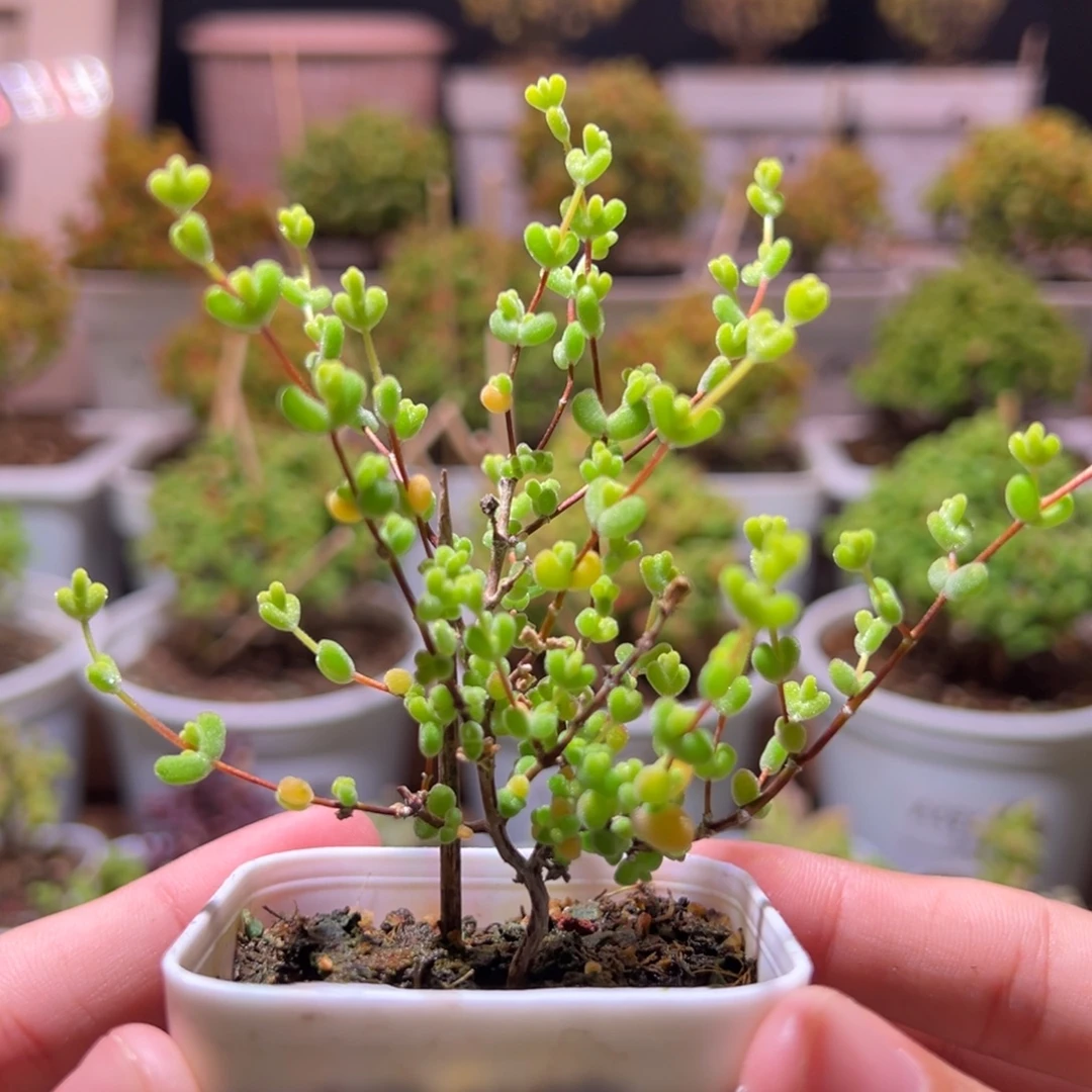 303莱斯锦一物一拍带盆土发货