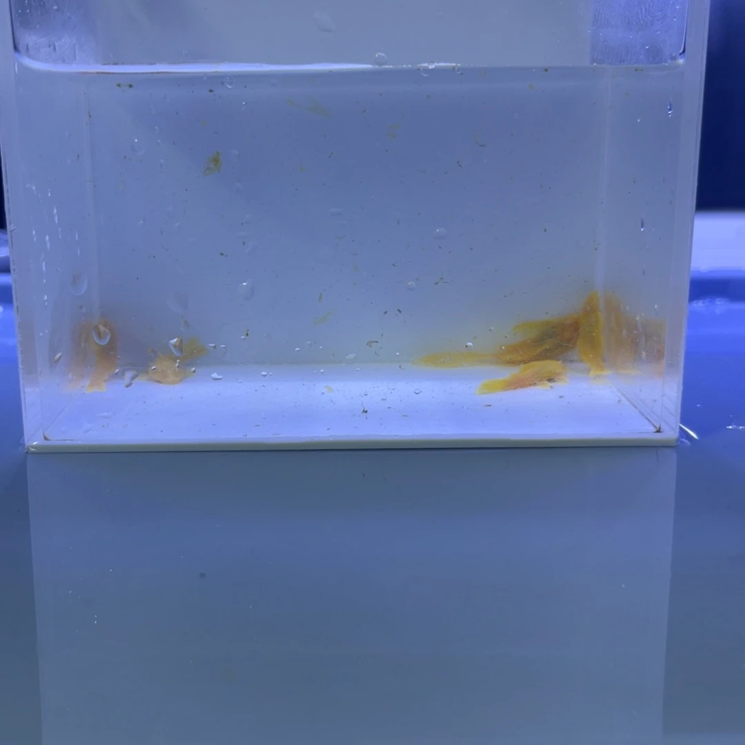 孔雀鱼胡子4大帆1开箱视频报损