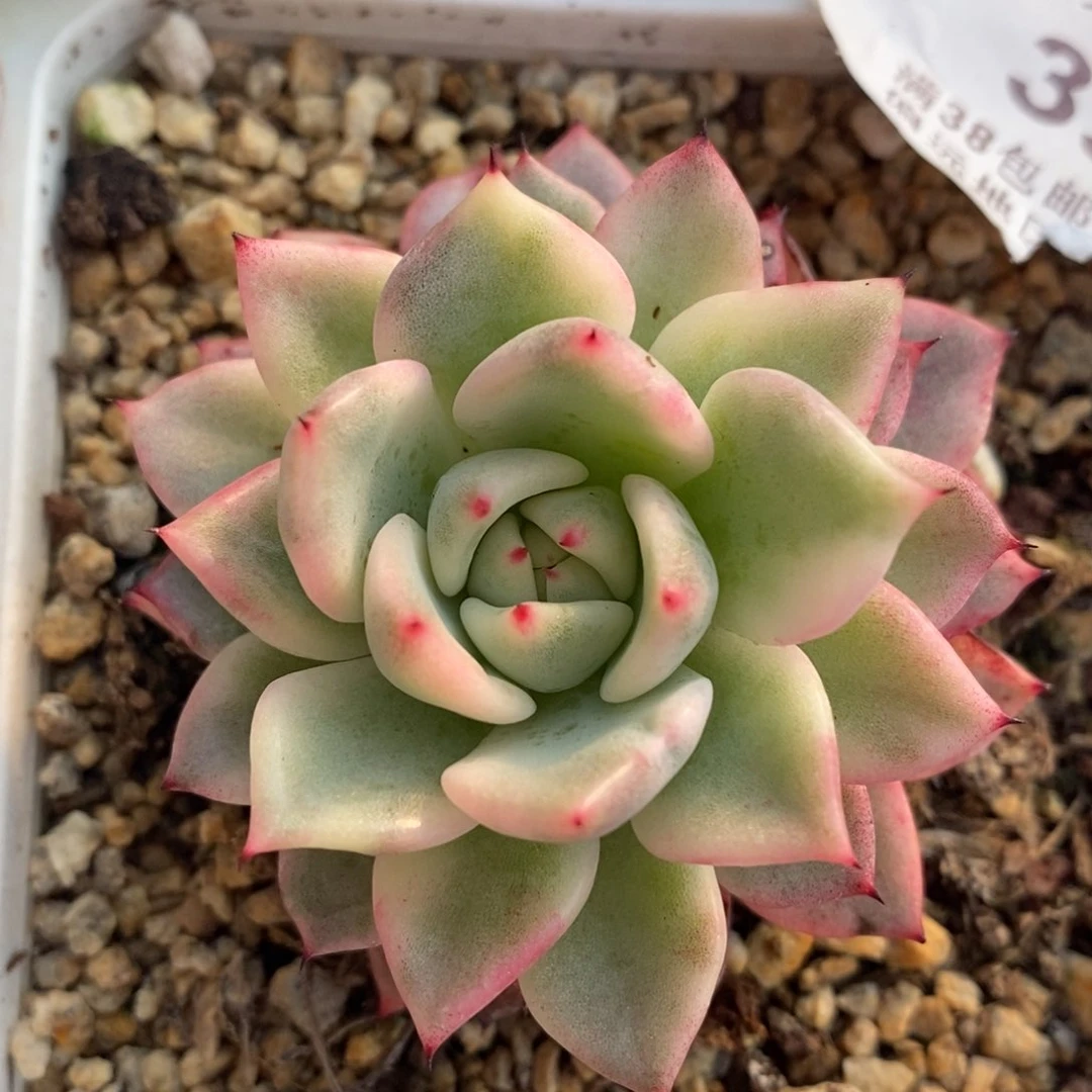 392绿爪锦单头带根