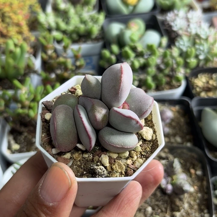 064 红蛋水泡多肉