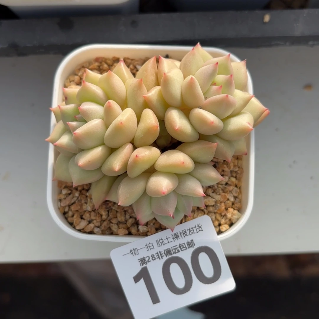 黄金象牙老桩无盆土发货