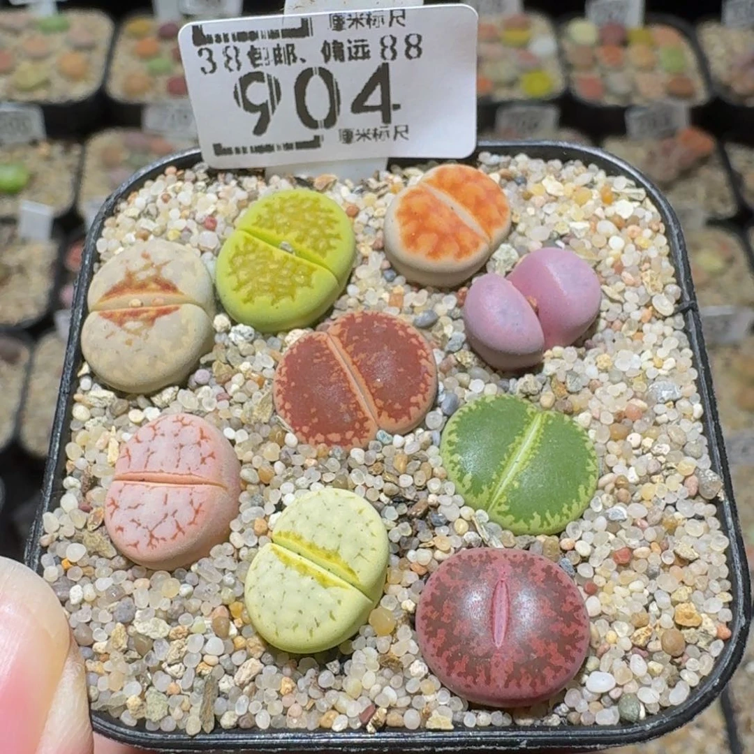 Ssss精品生石花904