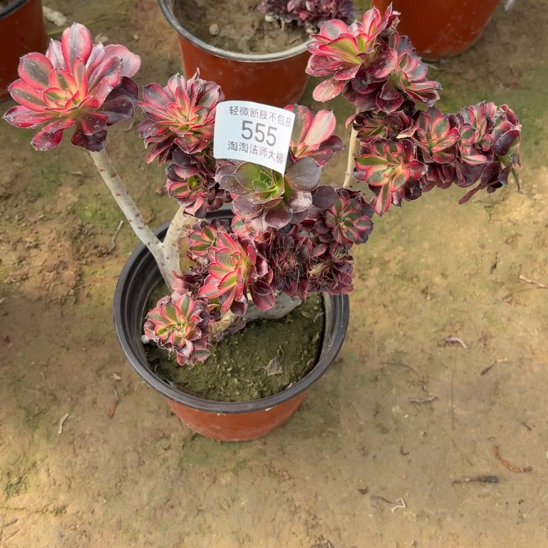 55香奈儿缀化多肉植物