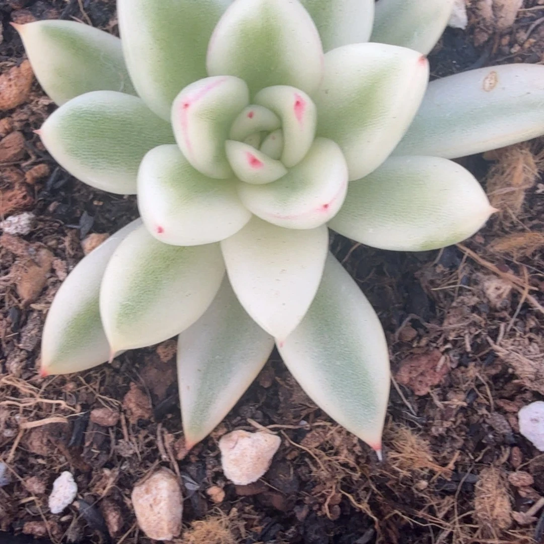 汉娜锦多肉锦植物