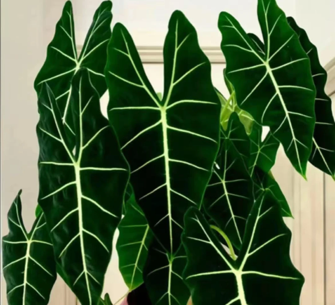 【正兴甄选】超大株绿天鹅绒网红盆栽 清新绿植好养吸甲醛净化空气