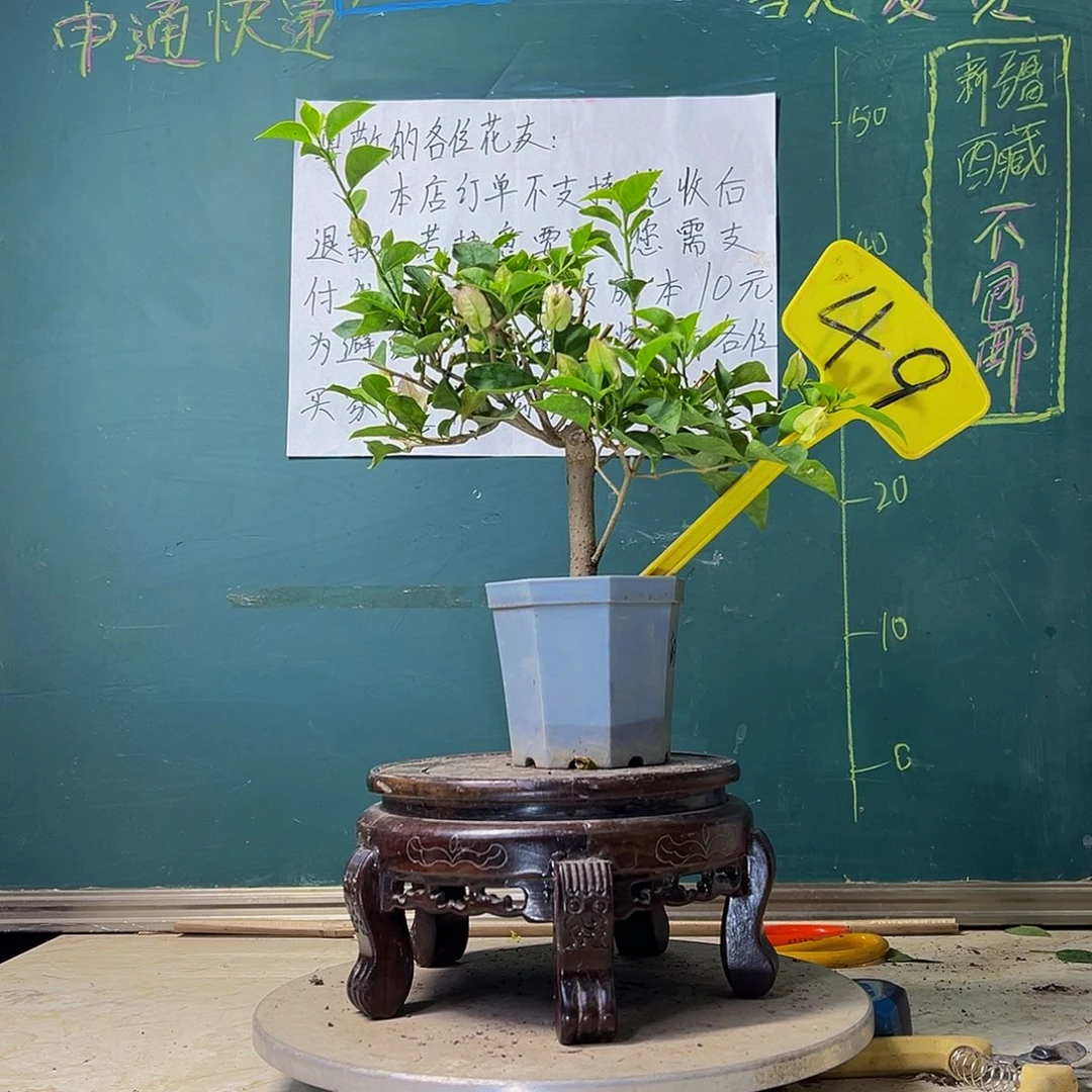 当前无花栽培后可以开花绿叶丽娜 大宝 49