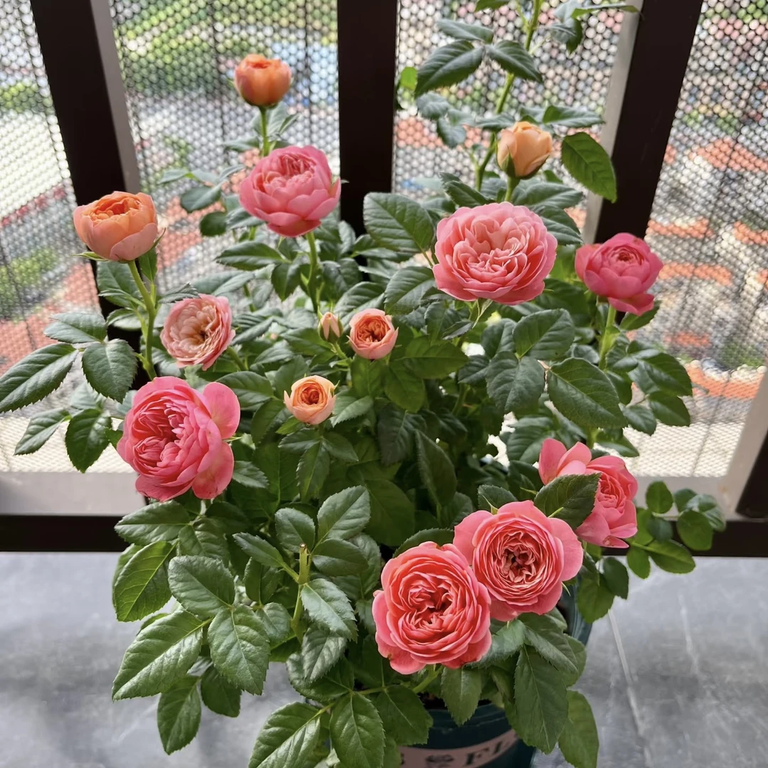 彩虹 一盆多颗变色丰花勤花耐热耐寒四季开花盆栽