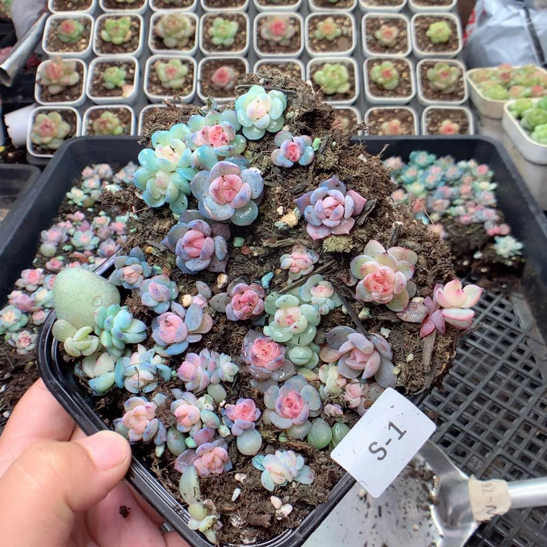 无花朵S1英语英语