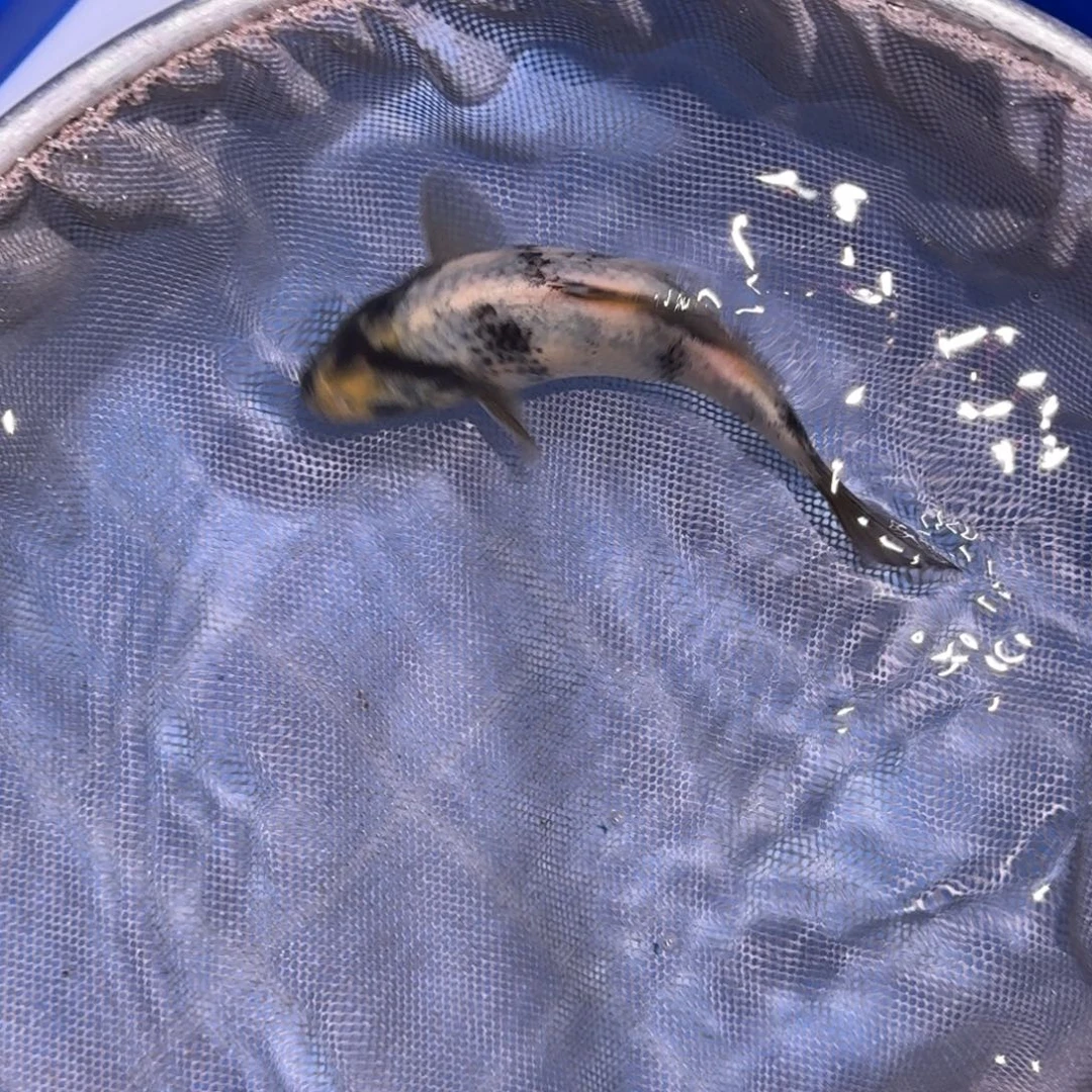 海水鱼精品锦鲤大放漏