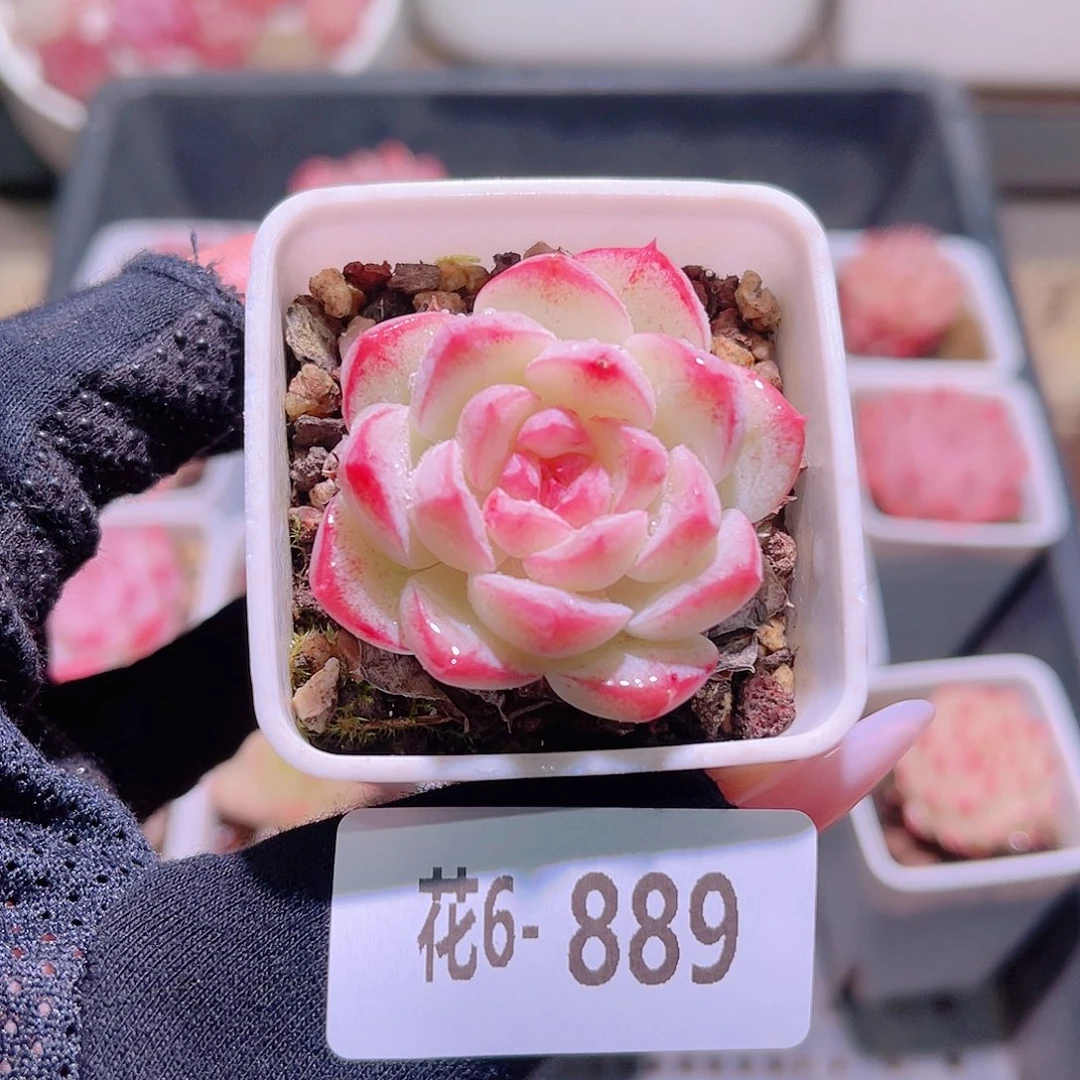 花利美6-889白桃汽水