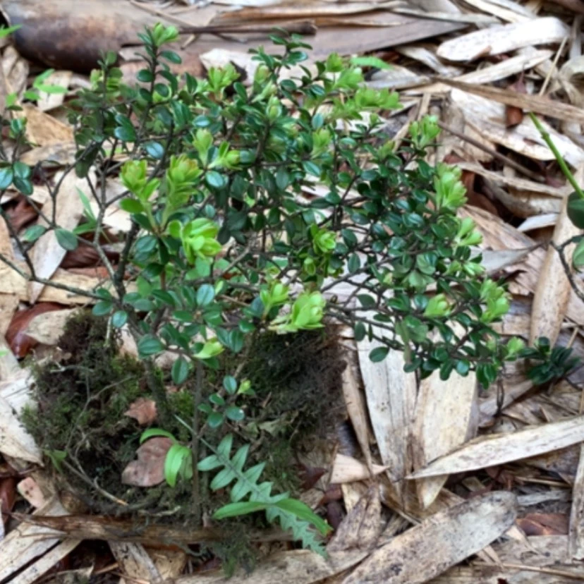 【闪购商品】无花朵