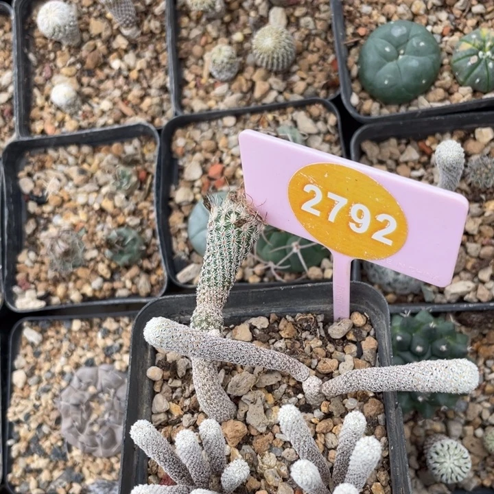 实生迷你穆师27922792