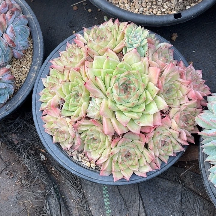 1***6多肉植物一物一拍