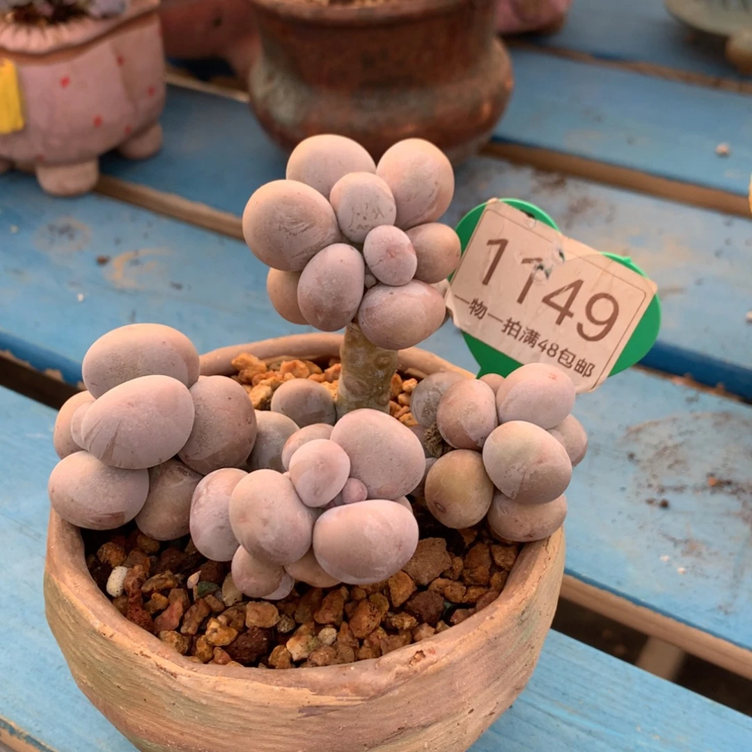 烟美人老桩无砍1149