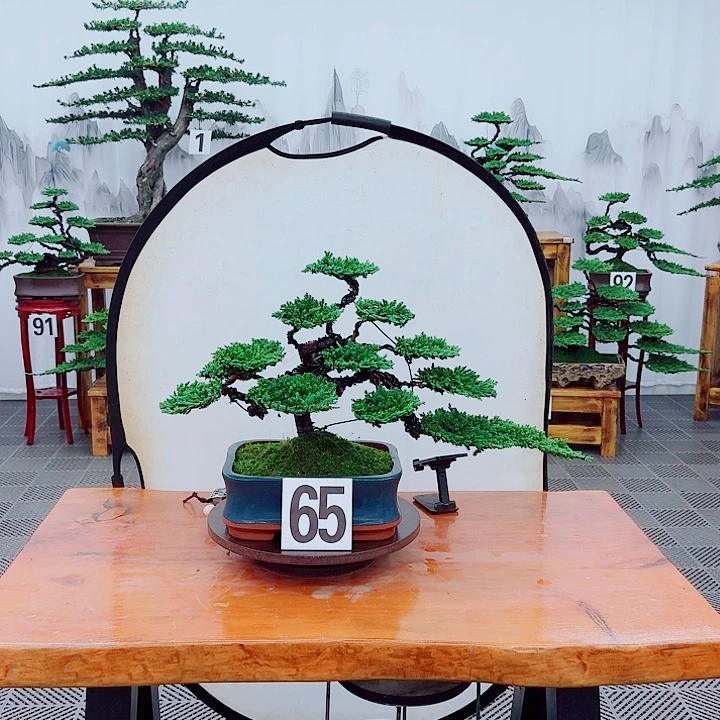 无花朵松柏盆景一物一拍
