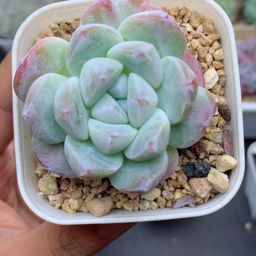 58包邮  群生不包整43
