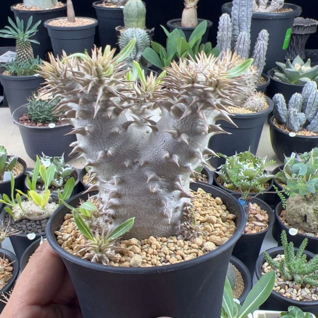 西巴女王一物一拍