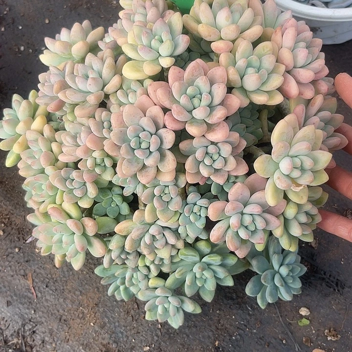 开播炸福利，两单包邮100蛋