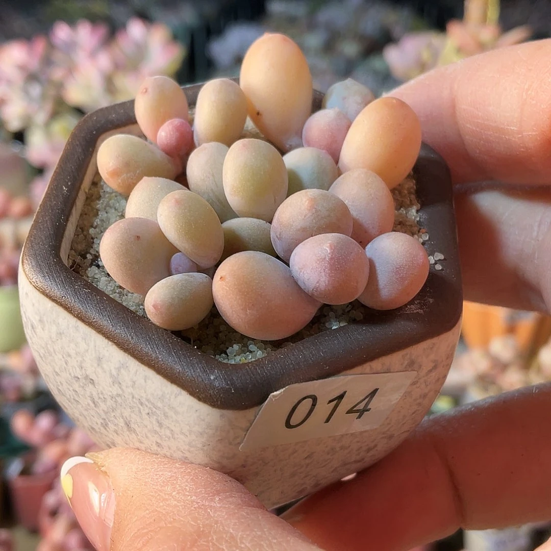 思*丹多肉植物的生长发育与生长发育