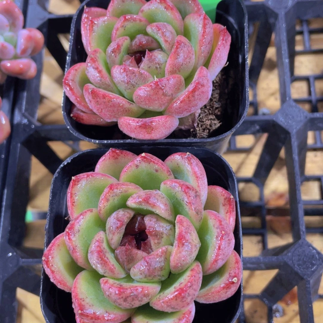 228号 暗黑糖心话梅糖单头一个