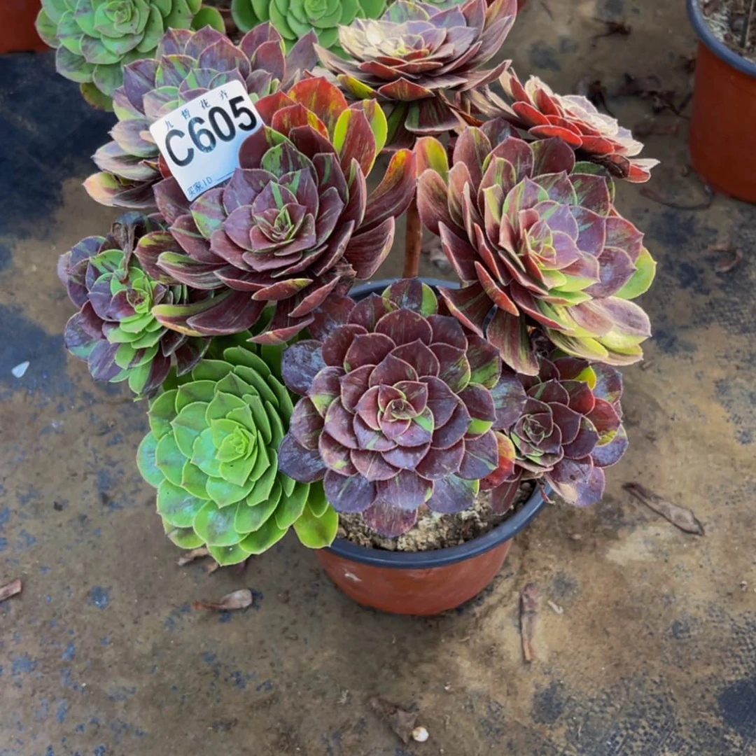 【闪购商品】丫**60500