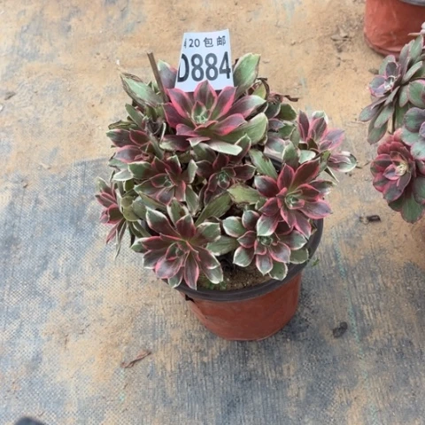 884浣纱不包断枝