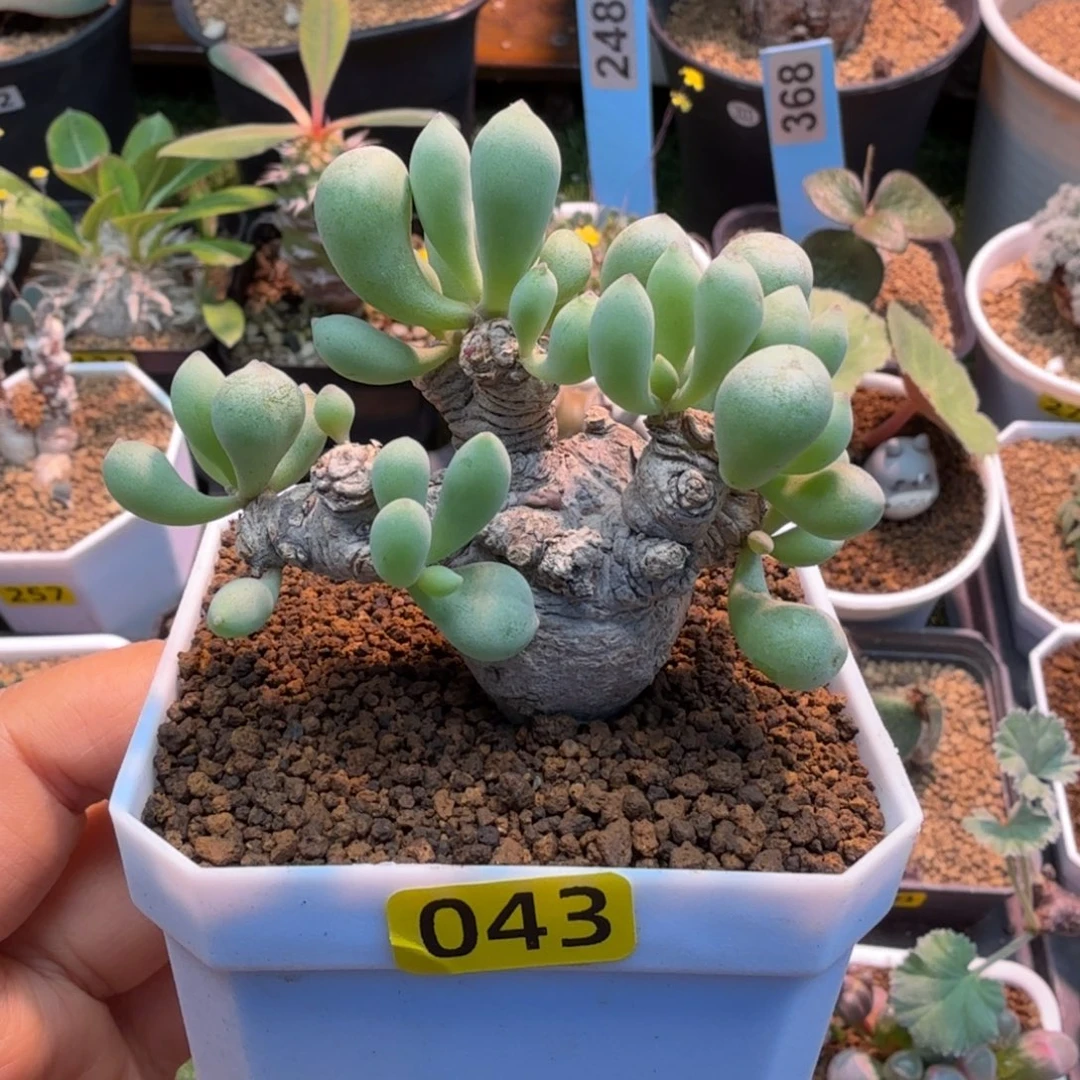 五***骨卡拉菲厚墩菊043 仙人掌