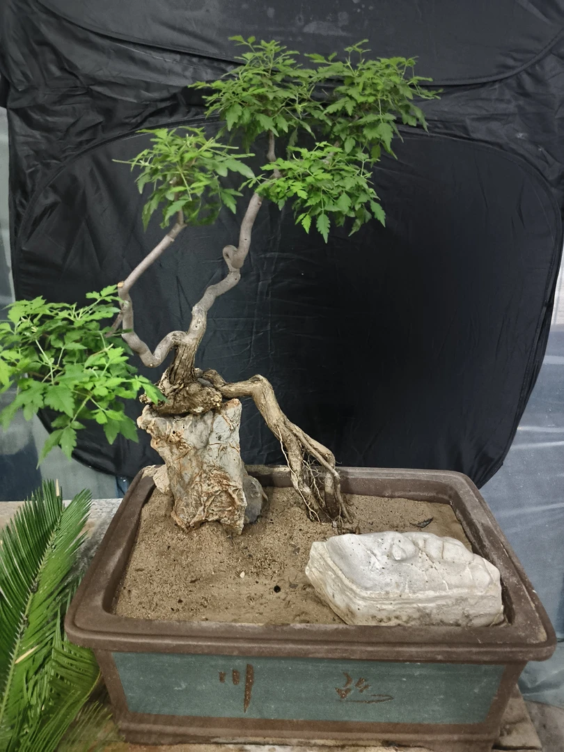 黄荆根老桩盆景素材开紫色花一物一拍一经发货不退不换不包活