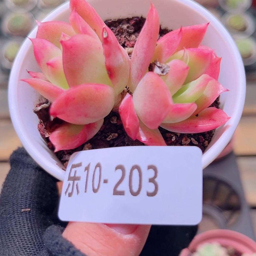 乐然10-203 金辉双头