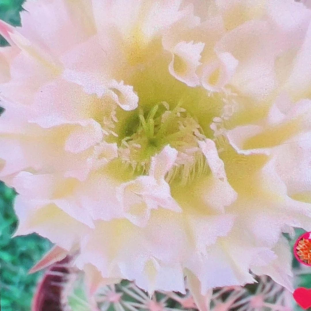 彩草 鲁西一号 侧芽 厘米满20包邮