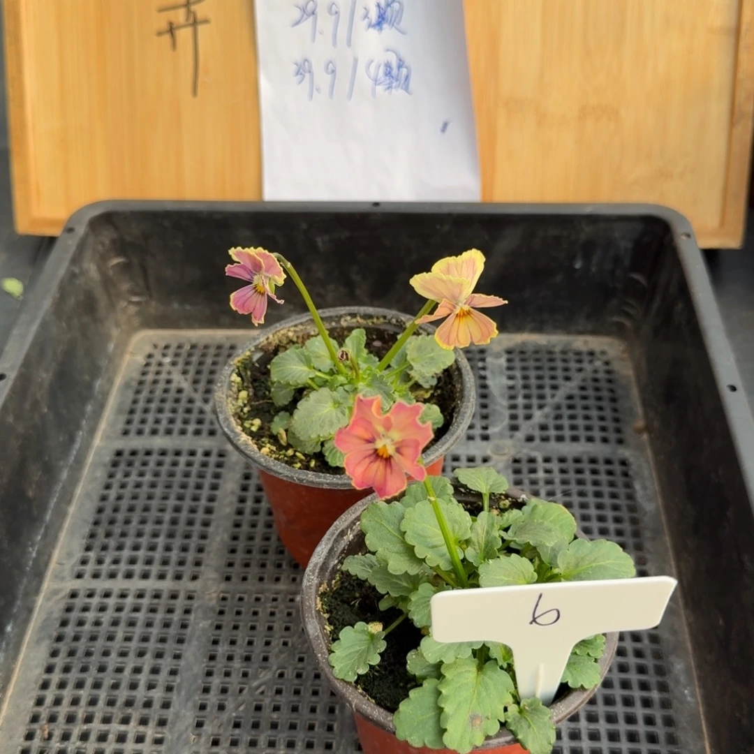 完全开放心跳角堇6