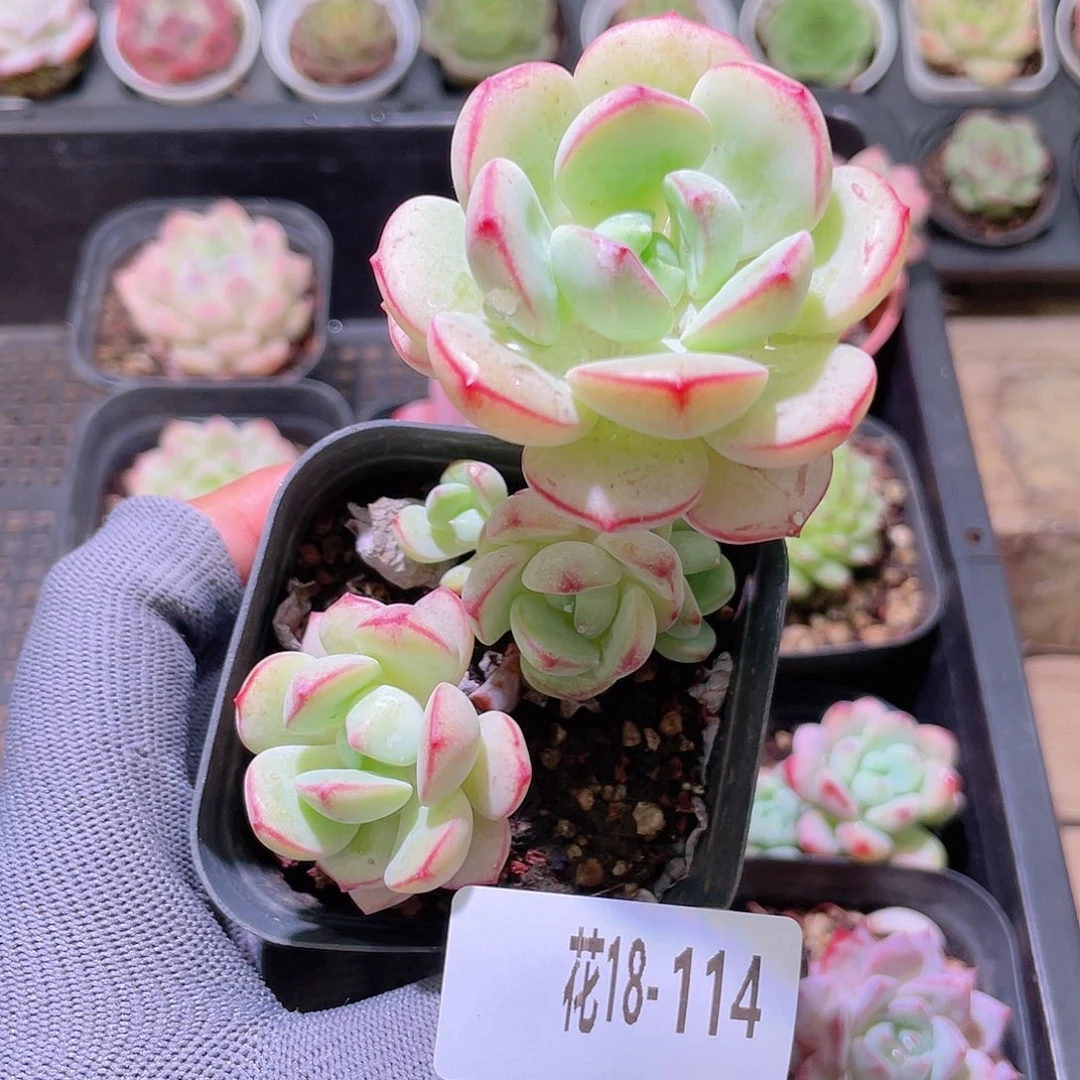 花利美18-114香草