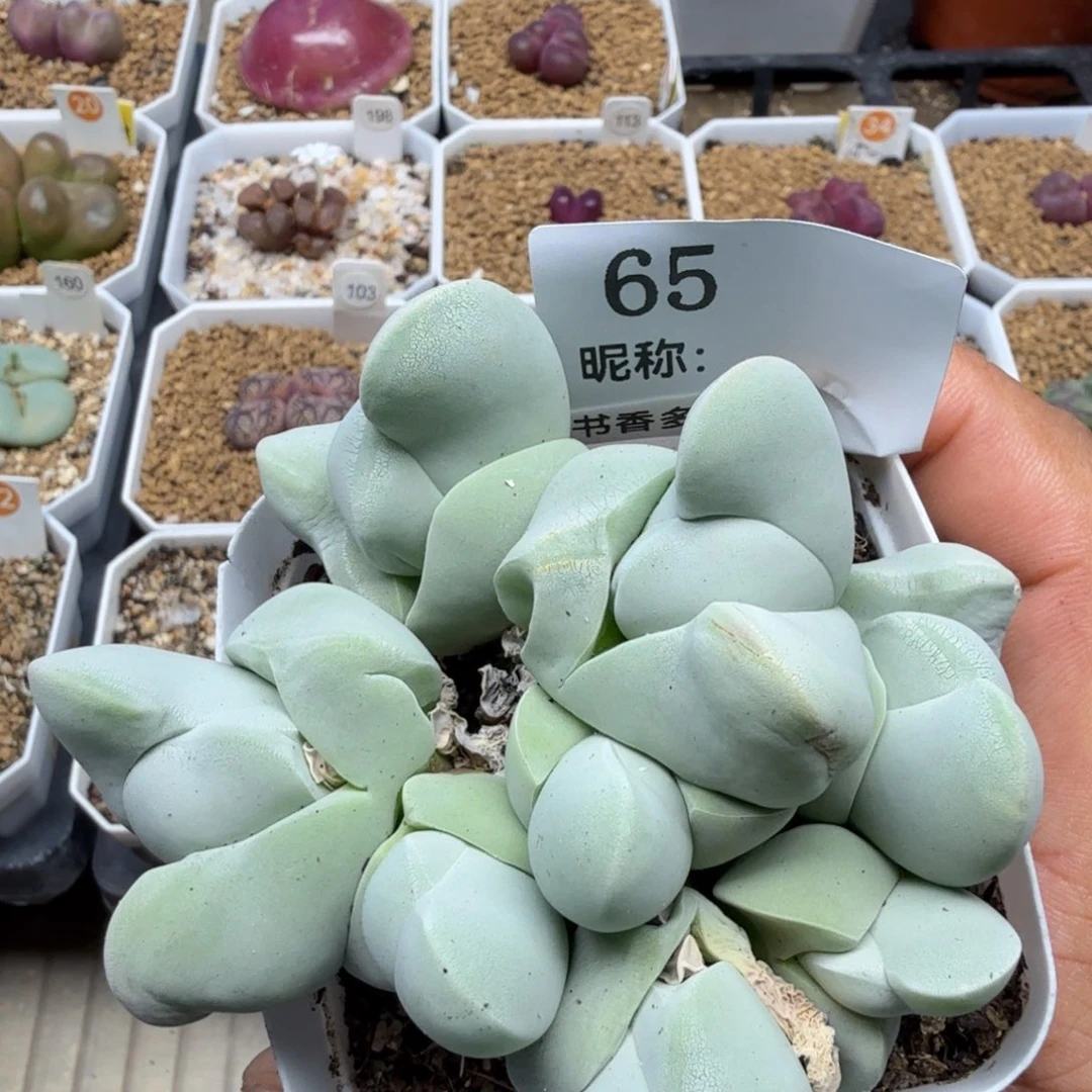 多肉植物多肉植物多肉植物
